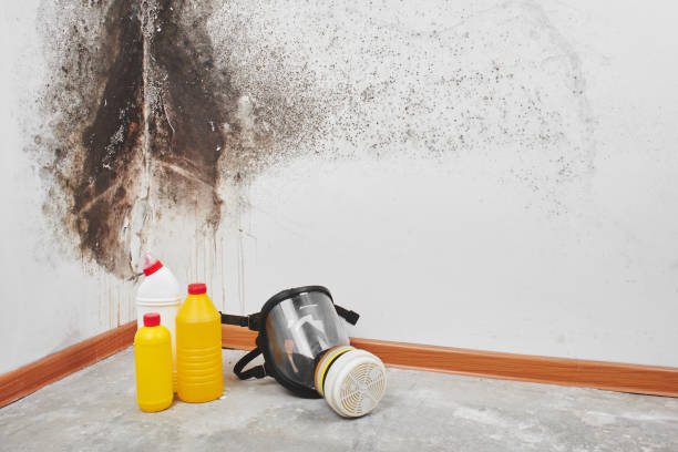 Best Black Mold Removal  in Liberty, TX