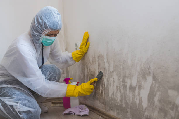 Best Mold Damage Repair  in Liberty, TX