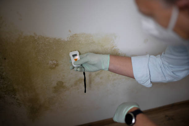 Best Mold Remediation  in Liberty, TX