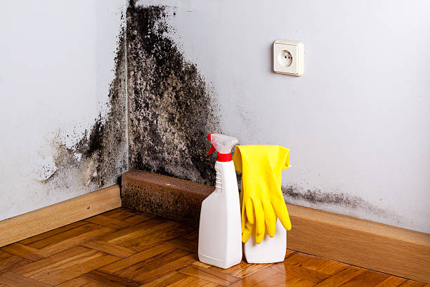 Home Mold Removal in Liberty, TX