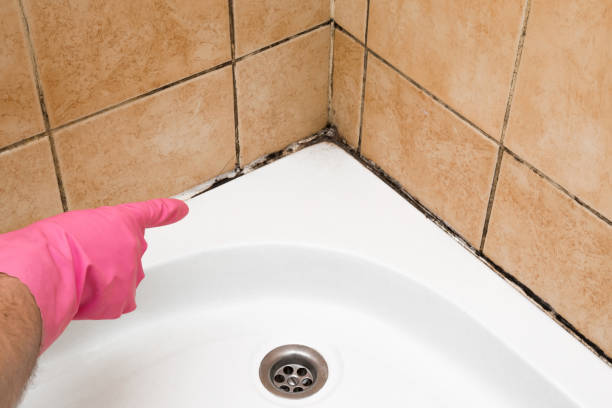 Liberty, TX Mold Removal Company